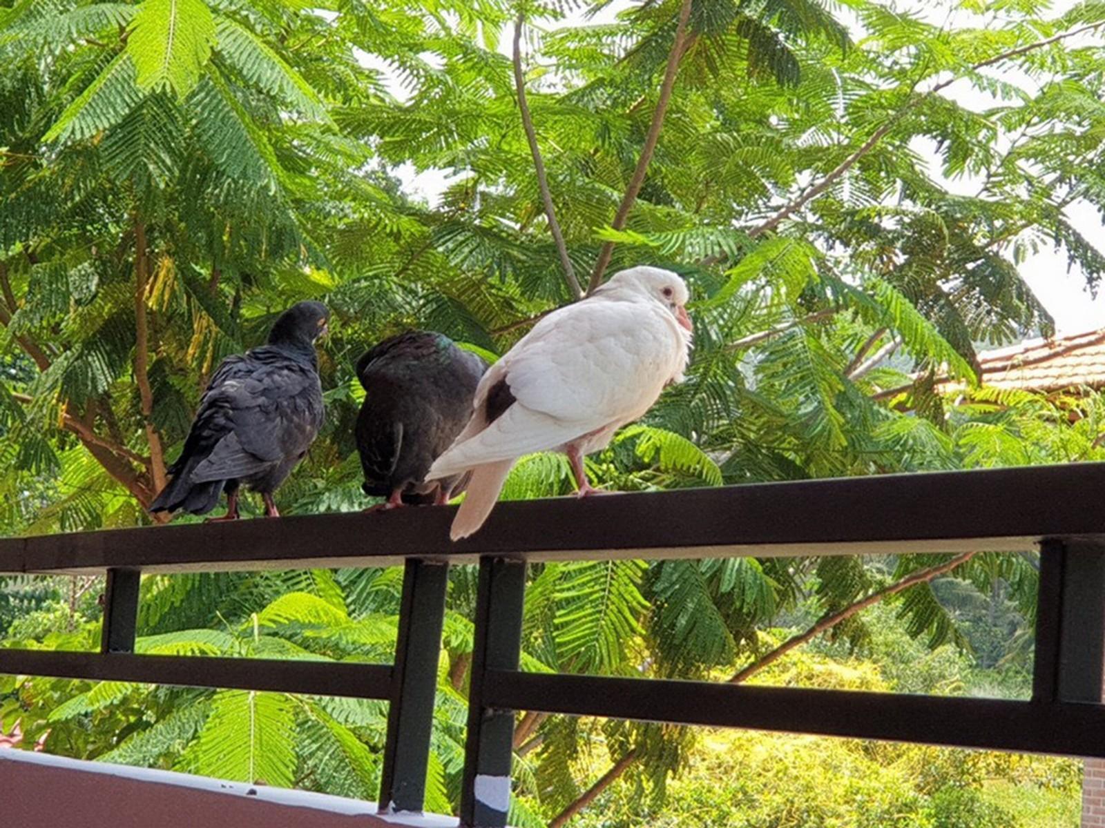 Countryside Phu Quoc Resort Εξωτερικό φωτογραφία